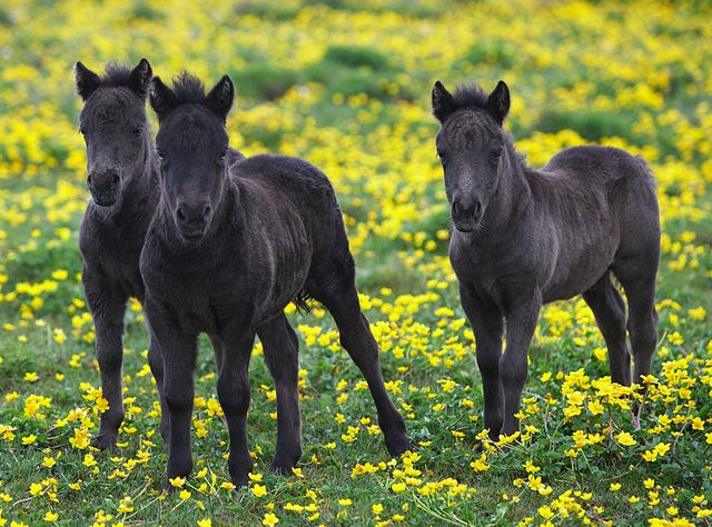 Three Shetland Pony Foals